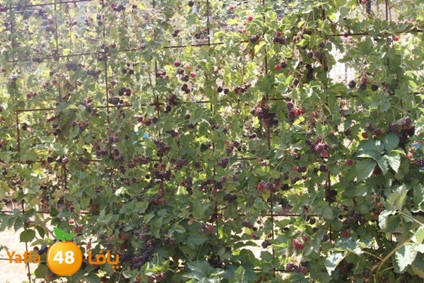 bayareq re7la shamal 0612 (90).JPG